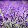 Lavender, essential oil