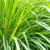 Lemongrass, essential oil
