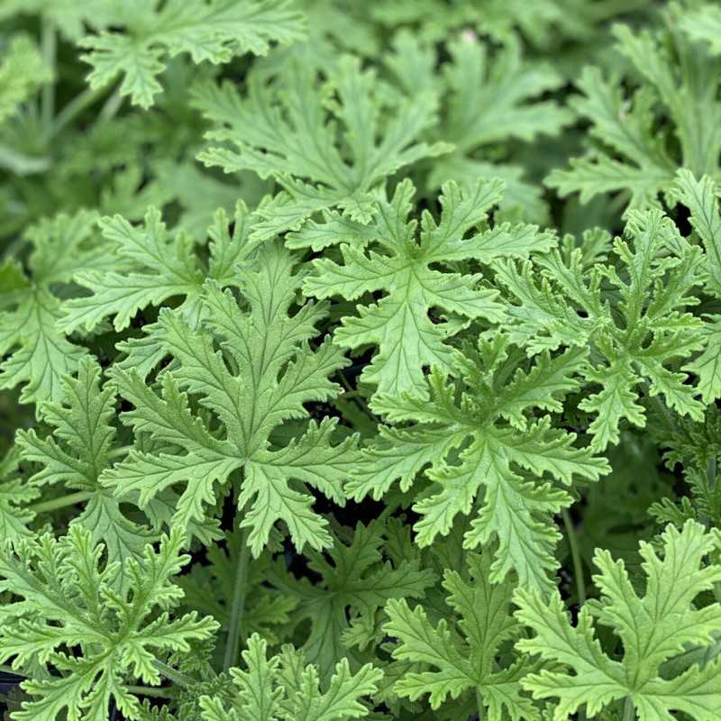Cintronella, essential oil