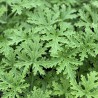 Cintronella, essential oil