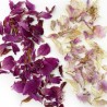 Peony petals