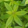 Lemon verbena, fragrance oil