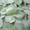 Eucalyptus, fragrance oil