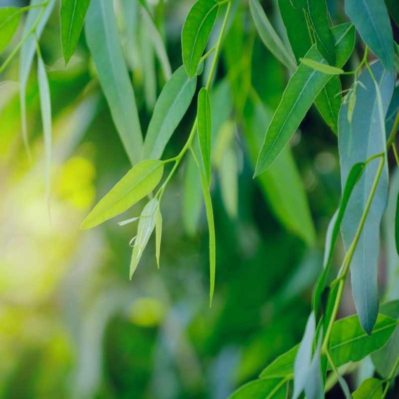 Eucalyptus, essential oil