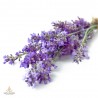 Lavender, Latvia, fragrance oil