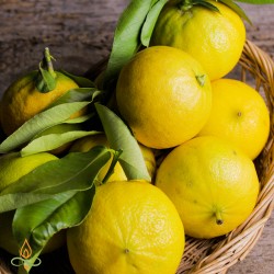 Bergamot, BIO, essential oil