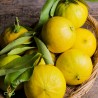 Bergamot, BIO, essential oil