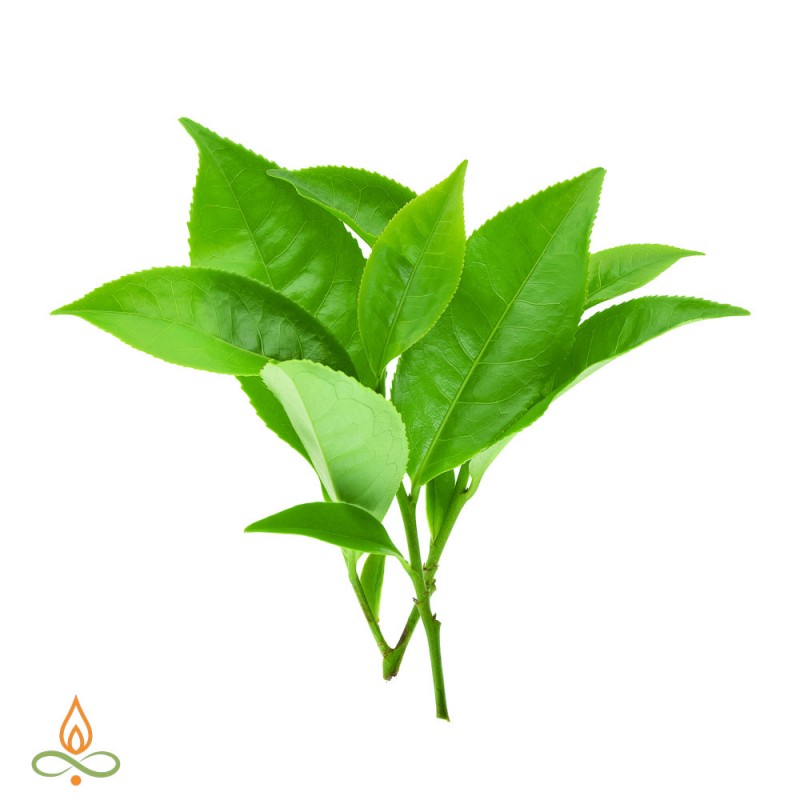 Tea tree, essential oil