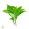 Tea tree, essential oil