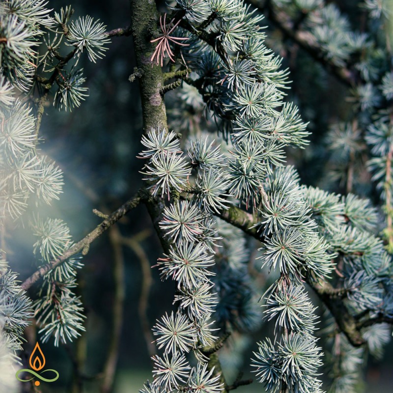 Cedarwood, essential oil