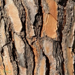 Cedarwood, essential oil