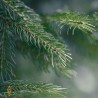 Pine, essential oil