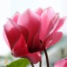 Replica, Imperatrice, Dol&Gab, fragrance oil