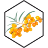 Extract for soap, sea buckthorn