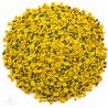 Chrysanthemum flowers
